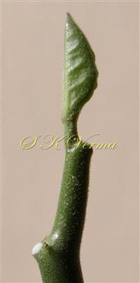  Young stem and leaf with pubescence